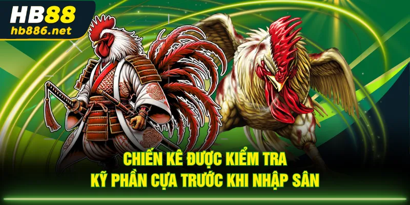 Chiến kê được kiểm tra kỹ phần cựa trước khi nhập sân