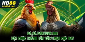 Đá gà Dakpuer 888