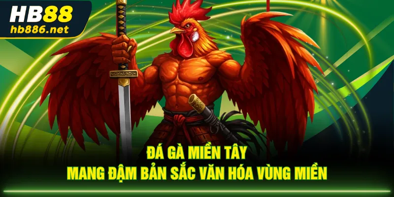 Đá gà miền Tây mang đậm bản sắc văn hóa vùng miền