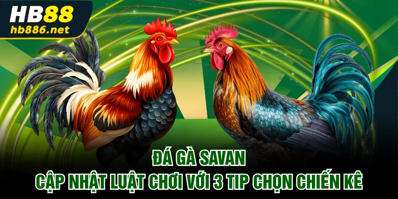 Đá gà Savan