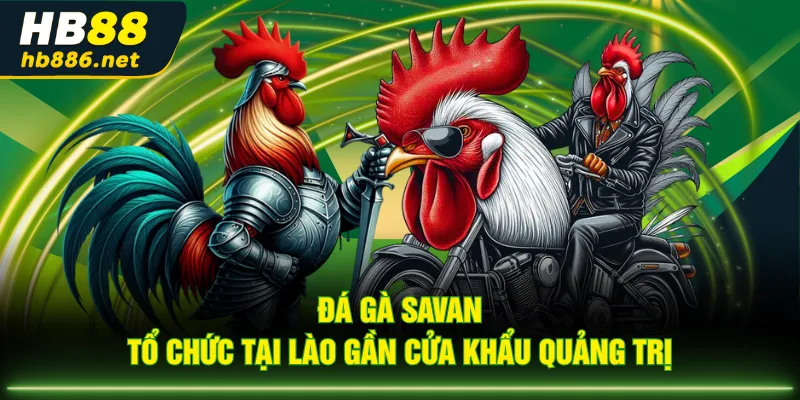 Đá gà Savan tổ chức tại Lào gần cửa khẩu Quảng Trị