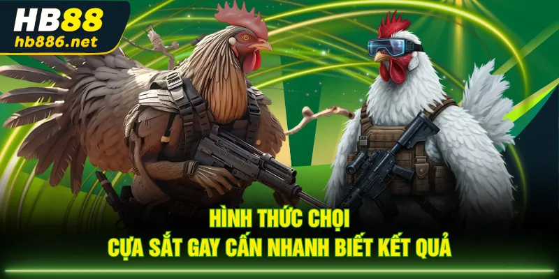 Hình thức chọi cựa sắt gay cấn nhanh biết kết quả