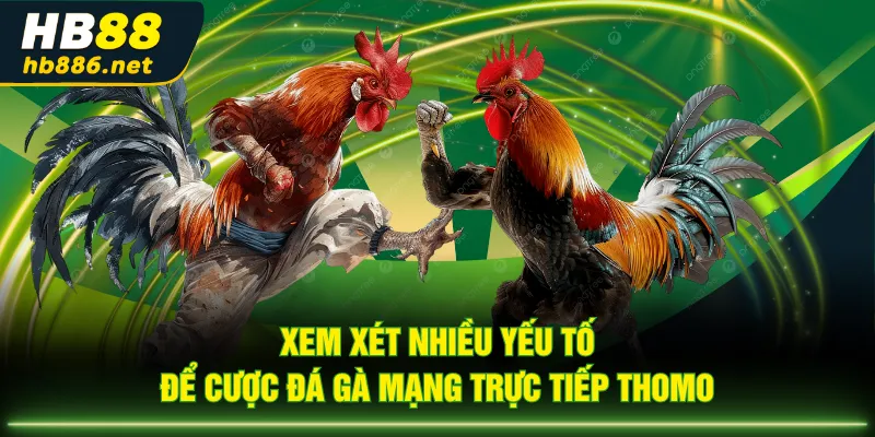 Xem xét nhiều yếu tố để cược đá gà mạng trực tiếp Thomo